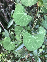 Cissampelos torulosa