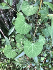 Cissampelos torulosa