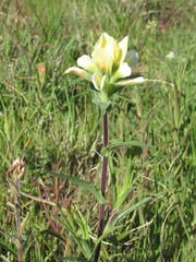 Castilleja citrina