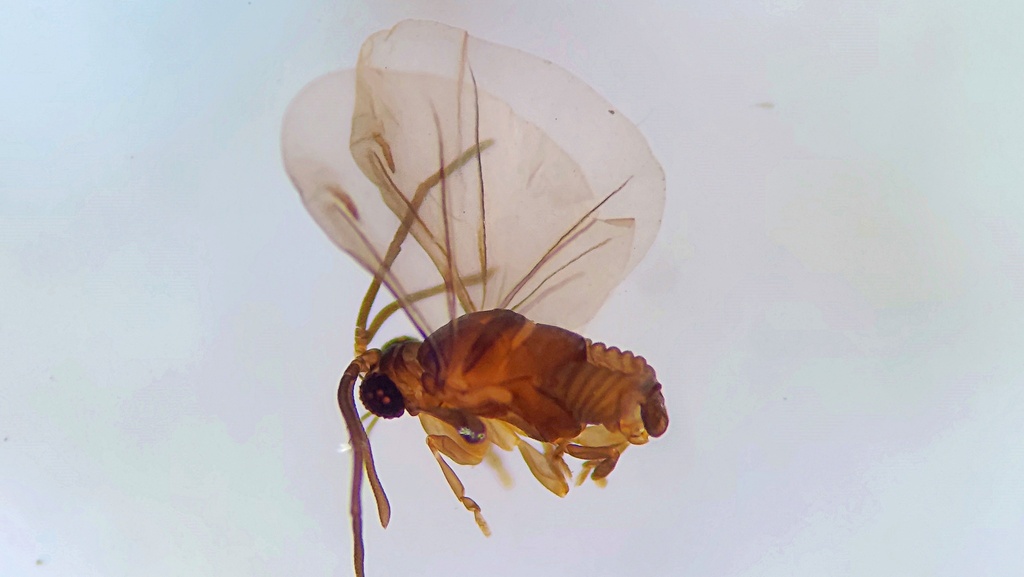 Caenocholax