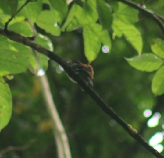 Silver-breasted Broadbill