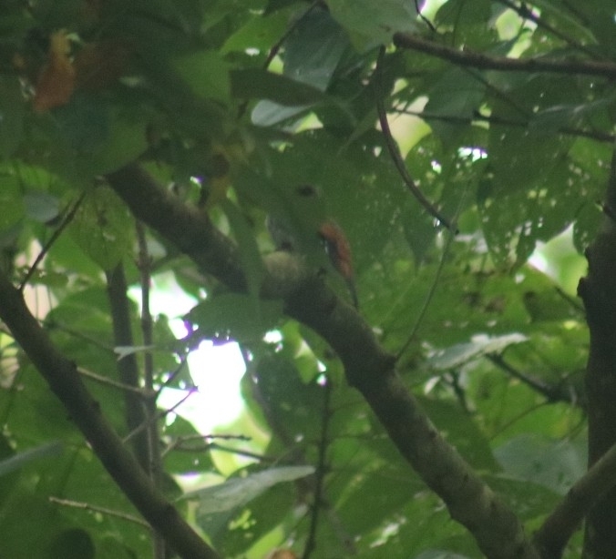 Silver-breasted Broadbill