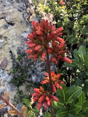 Kalanchoe crundallii