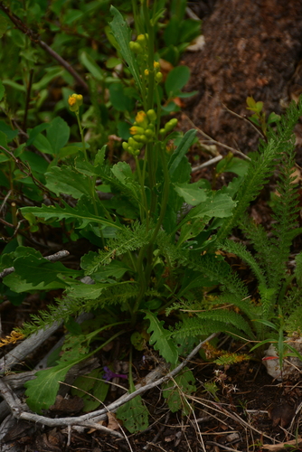 Image of Packera streptanthifolia by no rights reserved