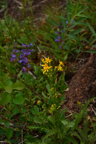 Image of Packera streptanthifolia by no rights reserved