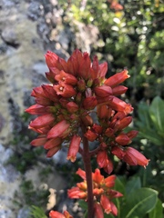 Kalanchoe crundallii