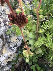 Kalanchoe crundallii
