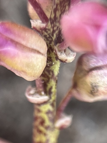 Lachenalia magentea