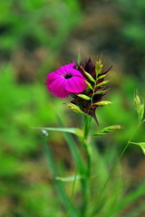 Dianthus capitatus