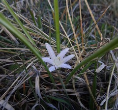 Androstephium coeruleum