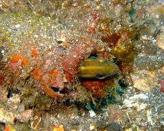 Petroscirtes breviceps