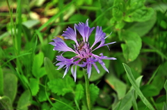 Centaurea fuscomarginata