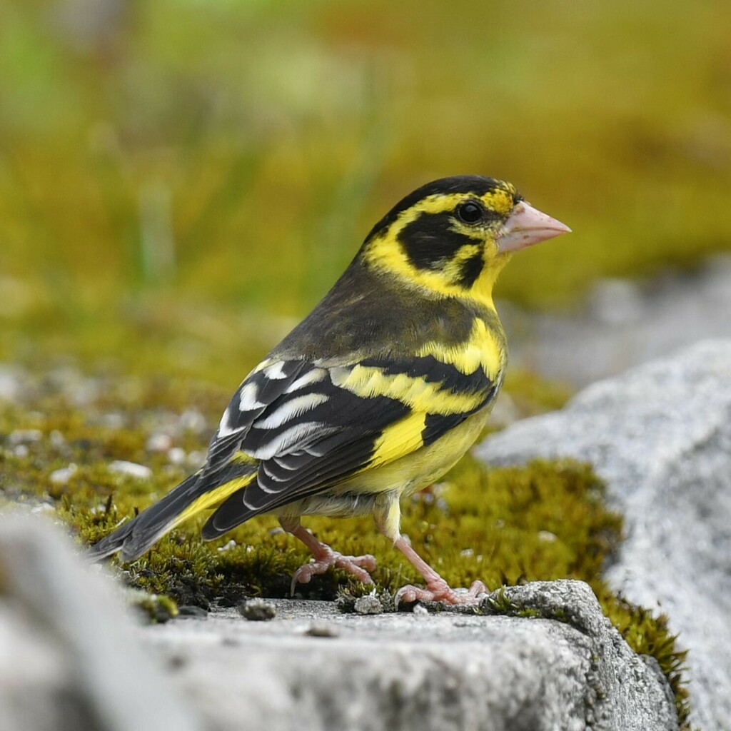 Yellow-breasted Greenfinch photo