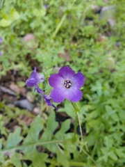 Pholistoma auritum auritum