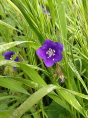 Pholistoma auritum auritum