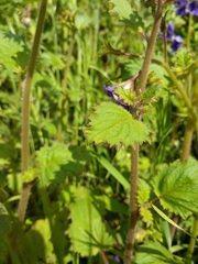 Pholistoma auritum auritum