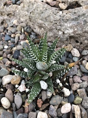 Haworthiopsis