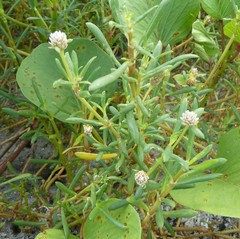 Blutaparon vermiculare