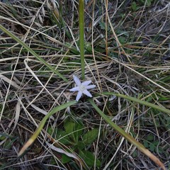 Androstephium coeruleum