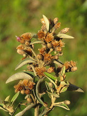 Lepidaploa karstenii