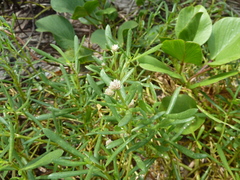 Blutaparon vermiculare