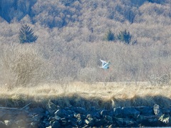 Larus brachyrhynchus