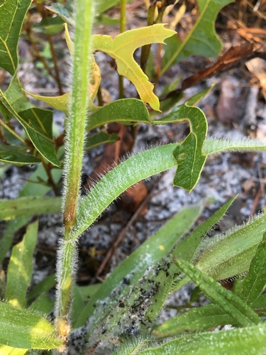 Paspalum setaceum image