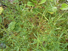 Blutaparon vermiculare