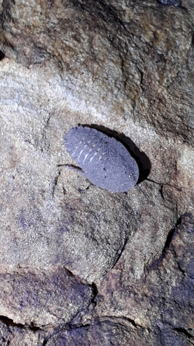 Blaberidae