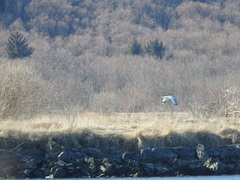 Larus brachyrhynchus