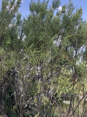 Passerina montana