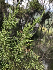 Passerina montana