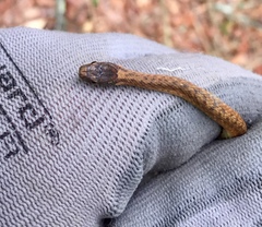 Storeria occipitomaculata obscura