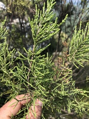 Passerina montana