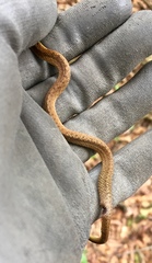 Storeria occipitomaculata obscura