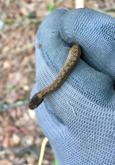 Storeria occipitomaculata obscura