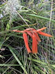 Aloe soutpansbergensis