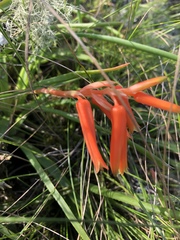 Aloe soutpansbergensis