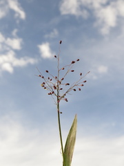 Dichanthelium sphaerocarpon