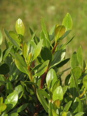 Baccharis macrantha