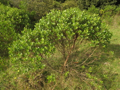 Baccharis macrantha