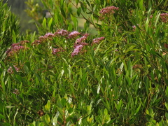 Chromolaena perglabra