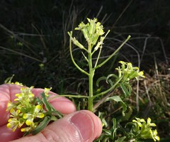 Erysimum repandum