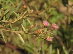 Lepidaploa karstenii