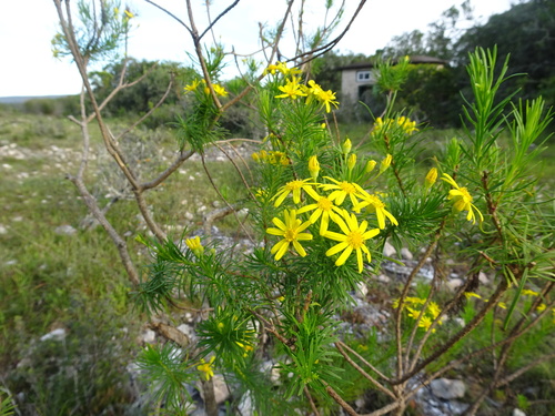 Image of Euryops linearis by (c) Thomas Koffel, some rights reserved (CC BY)