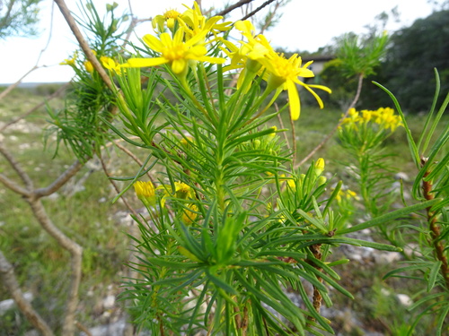 Image of Euryops linearis by (c) Thomas Koffel, some rights reserved (CC BY)