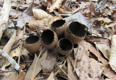 Urnula