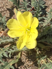 Oenothera primiveris bufonis
