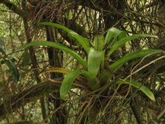 Tillandsia denudata