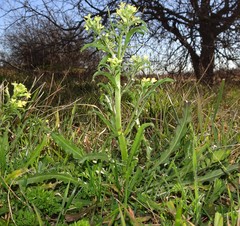 Erysimum repandum